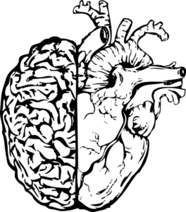 Sketch of the human brain.